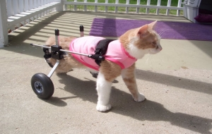Engelli Kediye Nasıl Bakılır