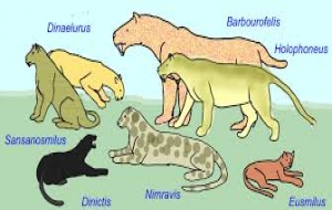 Kedilerimizin Evrim Tarihi