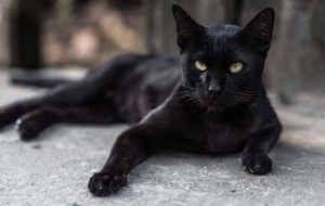Kara kedi hikayesi