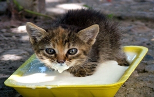 Kediler Süt İçmeli midir