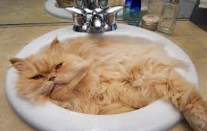 kedi nasil yıkanır 