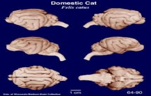 Kedilerin Beyin Yapıları