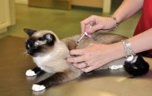 Kedilerde Aşı Sonrası 