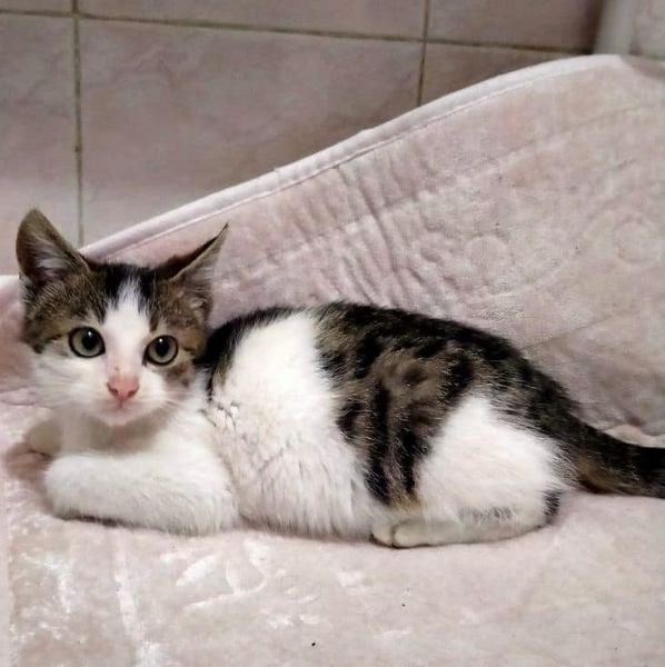 istanbul karaköy 2.5 aylık erkek kedi