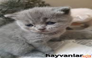  İstanbul Avcılar ücretsiz kedi